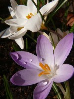 /album/plants/plant-8-jpg/